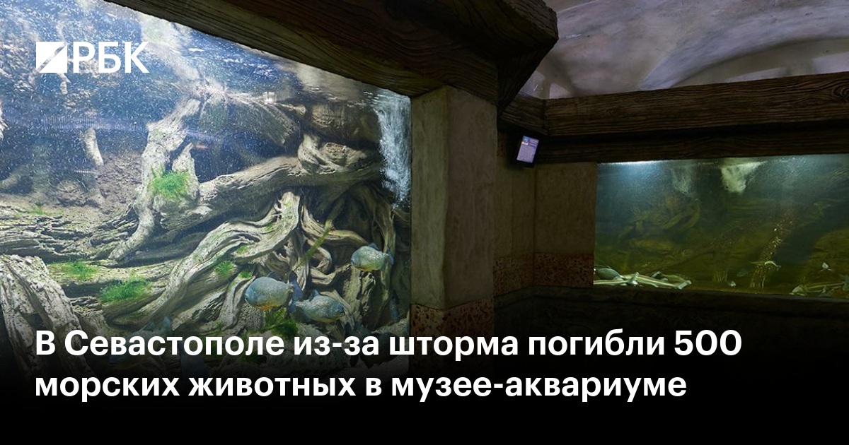 В Севастополе из-за шторма погибли 500 морских животных в музее-аквариуме —  РБК