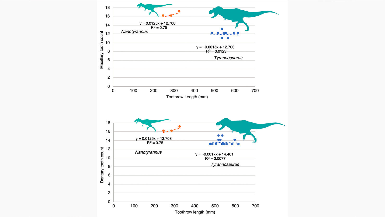 <p>Отношение количества зубов к длине зубного ряда у Nanotyrannus и Tyrannosaurus.</p>