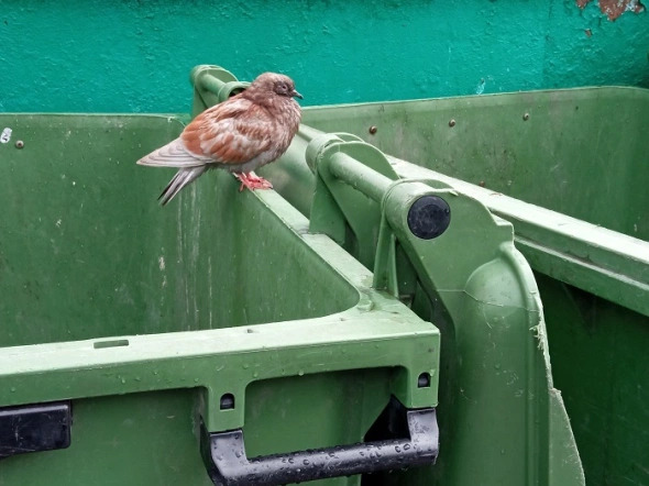 Фото: РБК Новосибирск