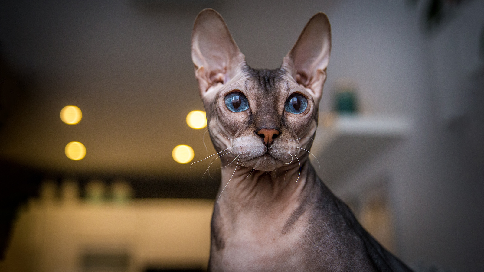 Донской сфинкс