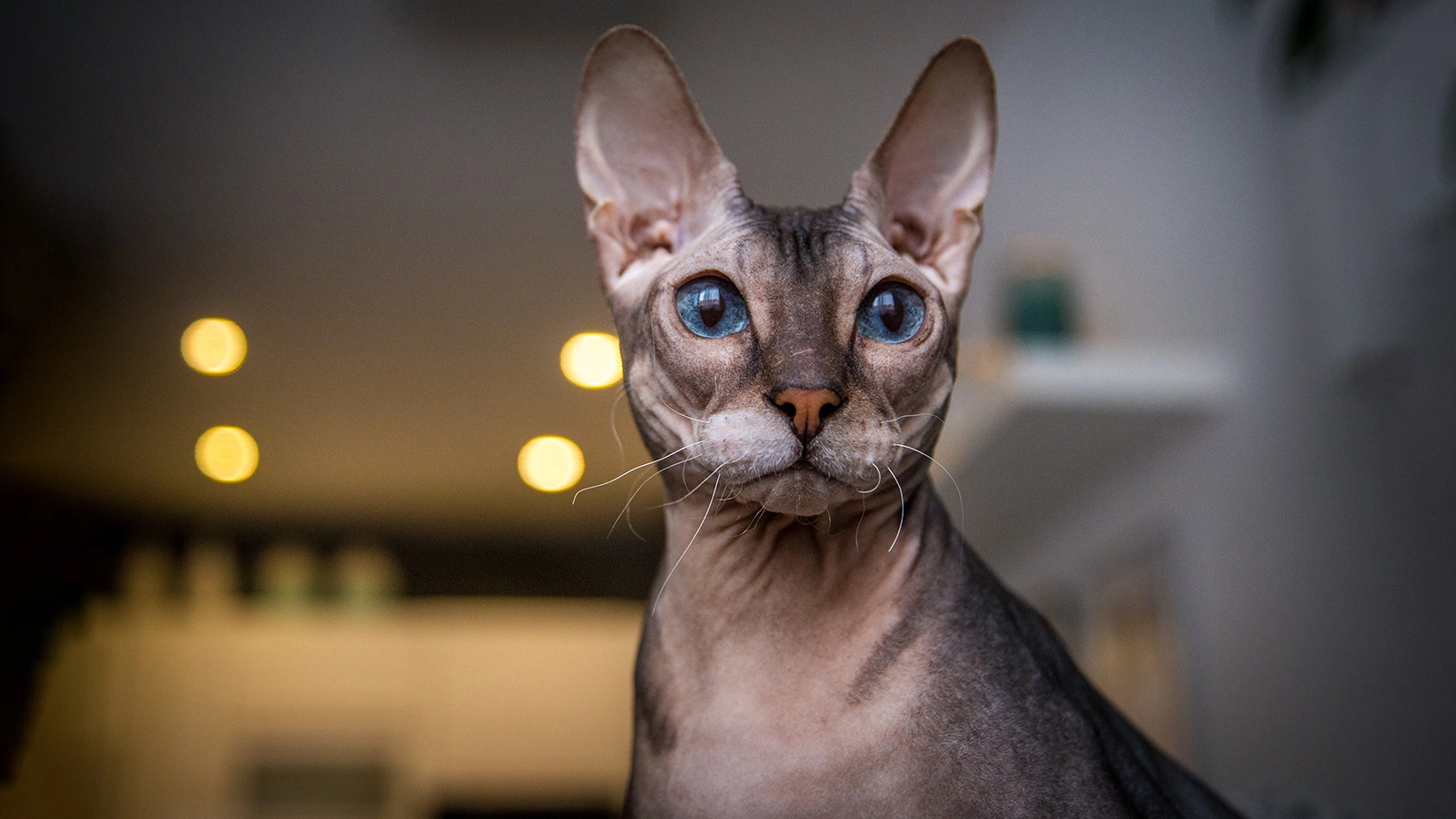 Донской сфинкс