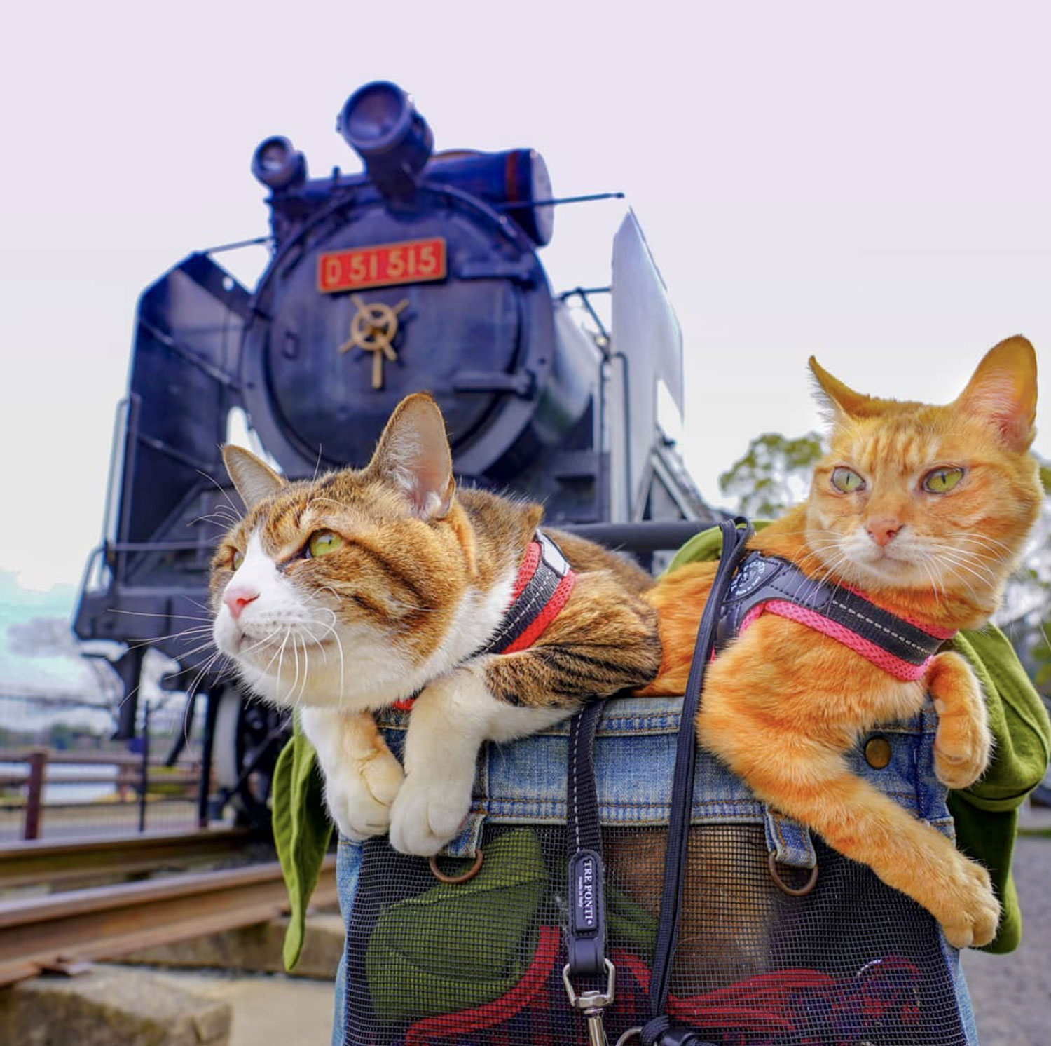 Фото: instagram.com/the.traveling.cats