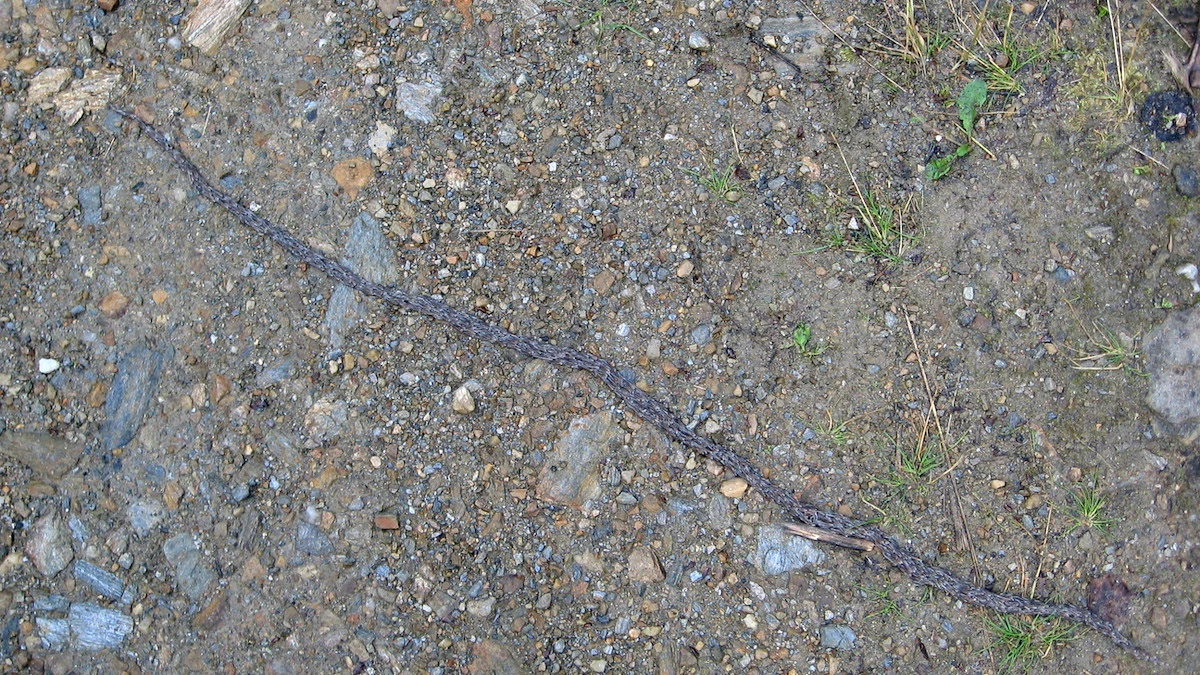 <p>Тысячи личинок пересекают дорогу в Эстере на Аляске в 2007 году</p>