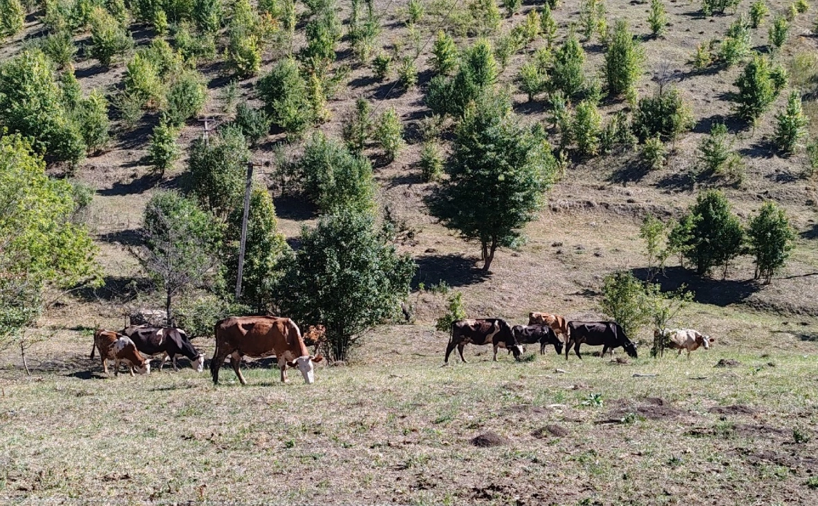 РБК Черноземье