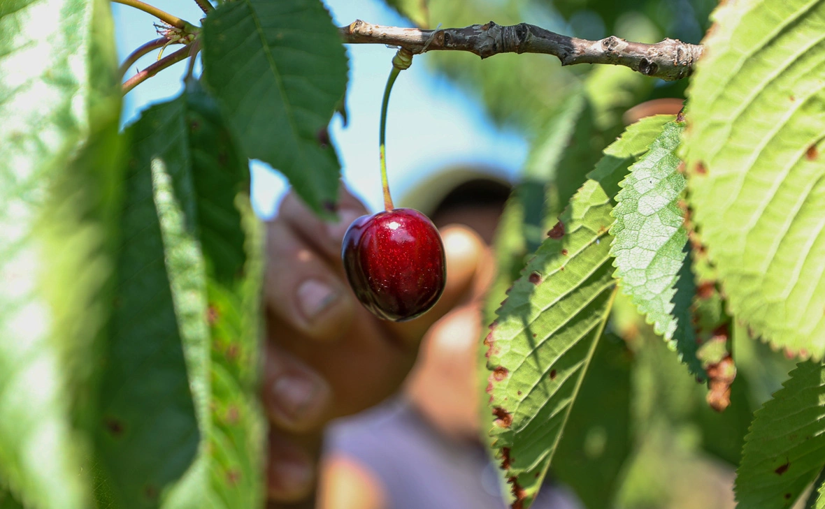 Алексей Коновалов / ТАСС