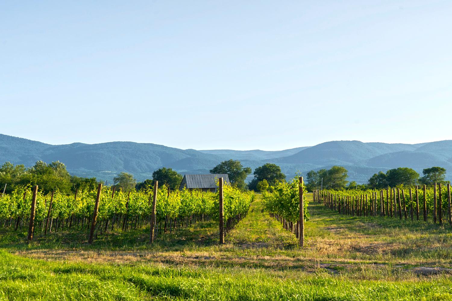 Виноградники Алазанской долины в Кахетии, Грузия