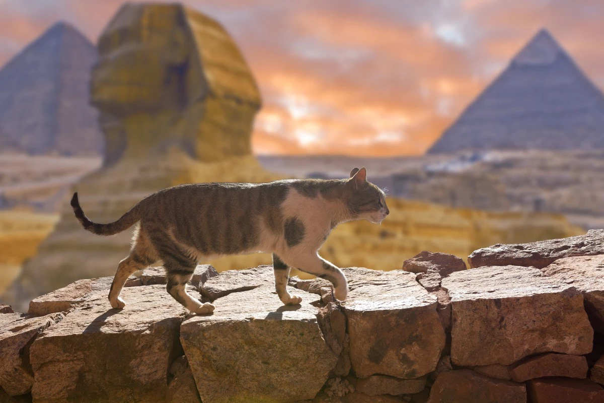 Кошка на фоне египетских пирамид