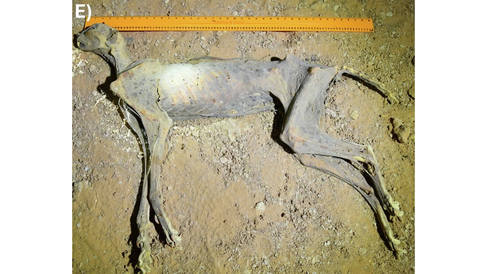 Мумифицированные останки гепарда возрастом 4 тыс. лет