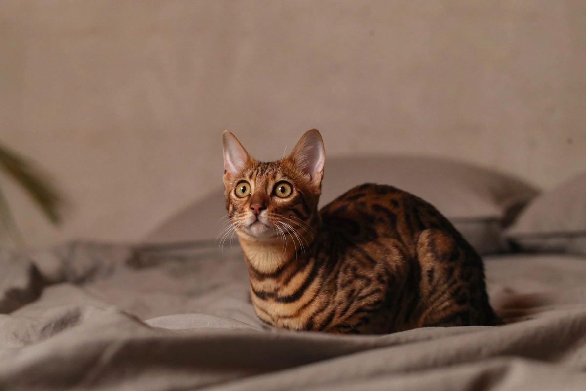 Бенгальская кошка