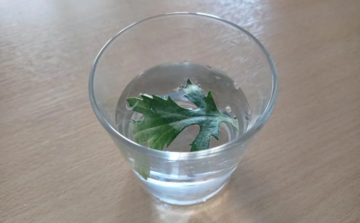 РБК Черноземье 