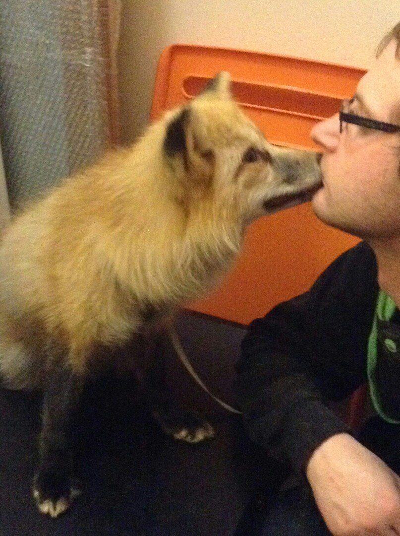 Пример лояльности &laquo;беляевских&raquo; лис