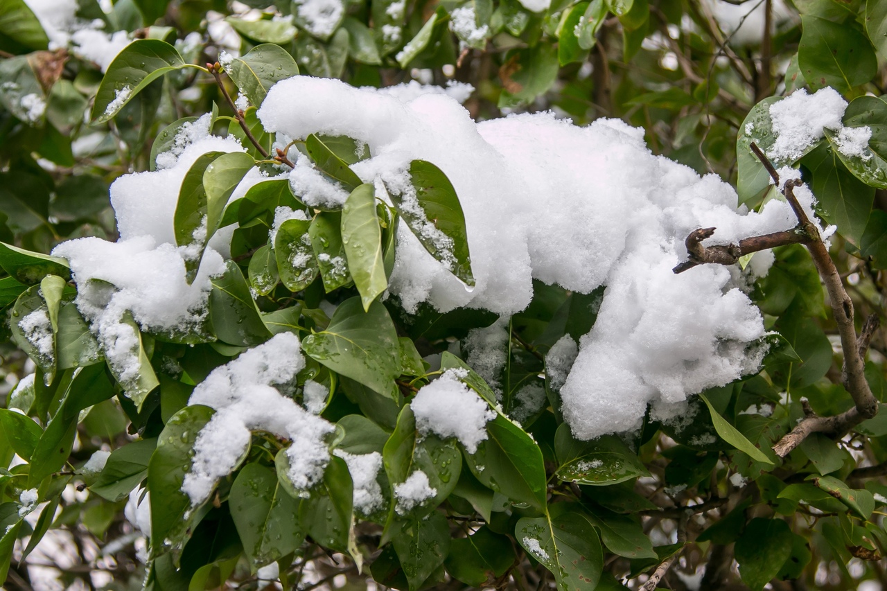 Снег в Тюмени прогнозируется&nbsp; в начале октября