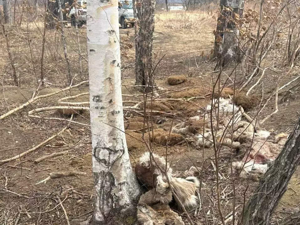 Прокуратура Приморья