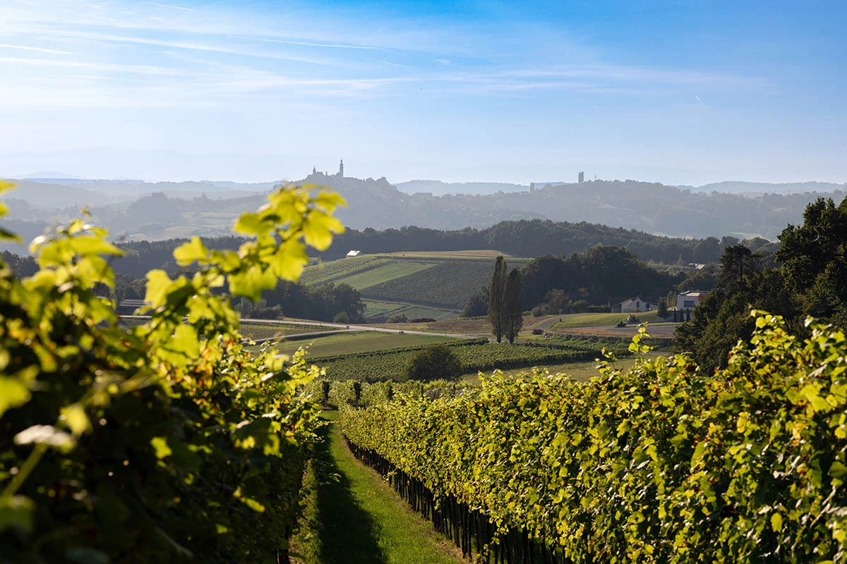 Бургундский считается элитой среди всех креманов. Неудивительно — цены на виноград, виноградники и вина региона растут год от года