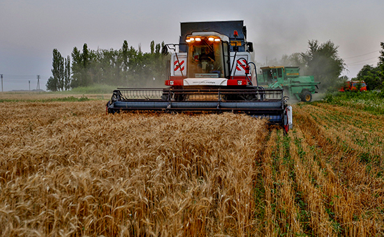 Уборка пшеницы в&nbsp;Ростовской области