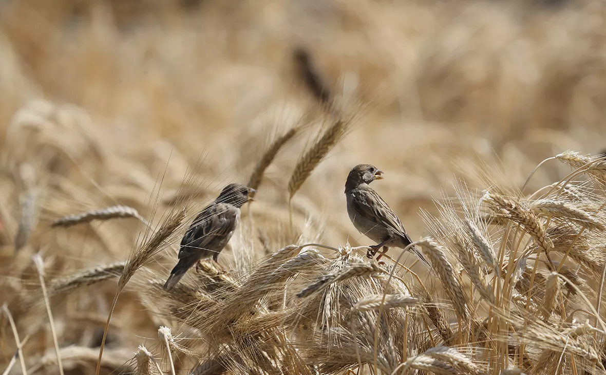 Андрей Любимов / РБК