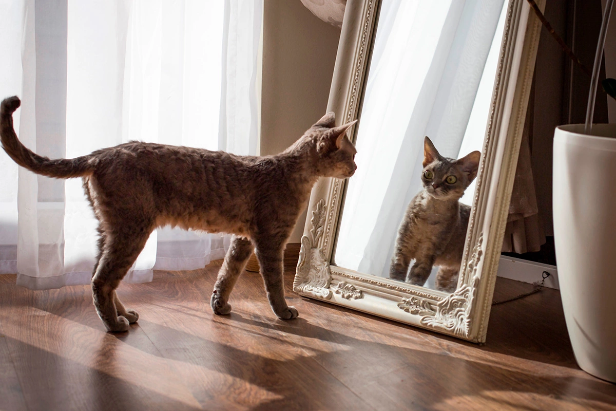 Неспособность пройти зеркальный тест не свидетельствует о недостатке интеллекта питомца