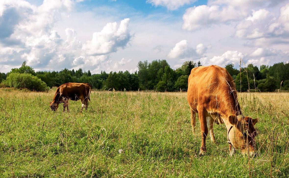 Фото: пресс-служба правительства РБ