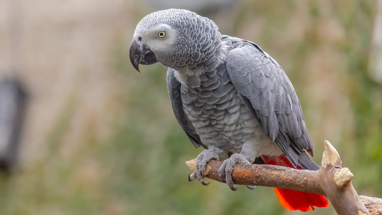 Попугай жако