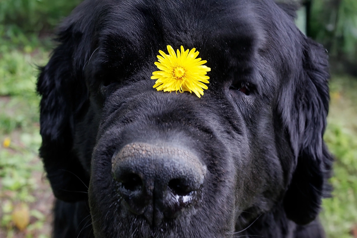 Ньюфаундленд