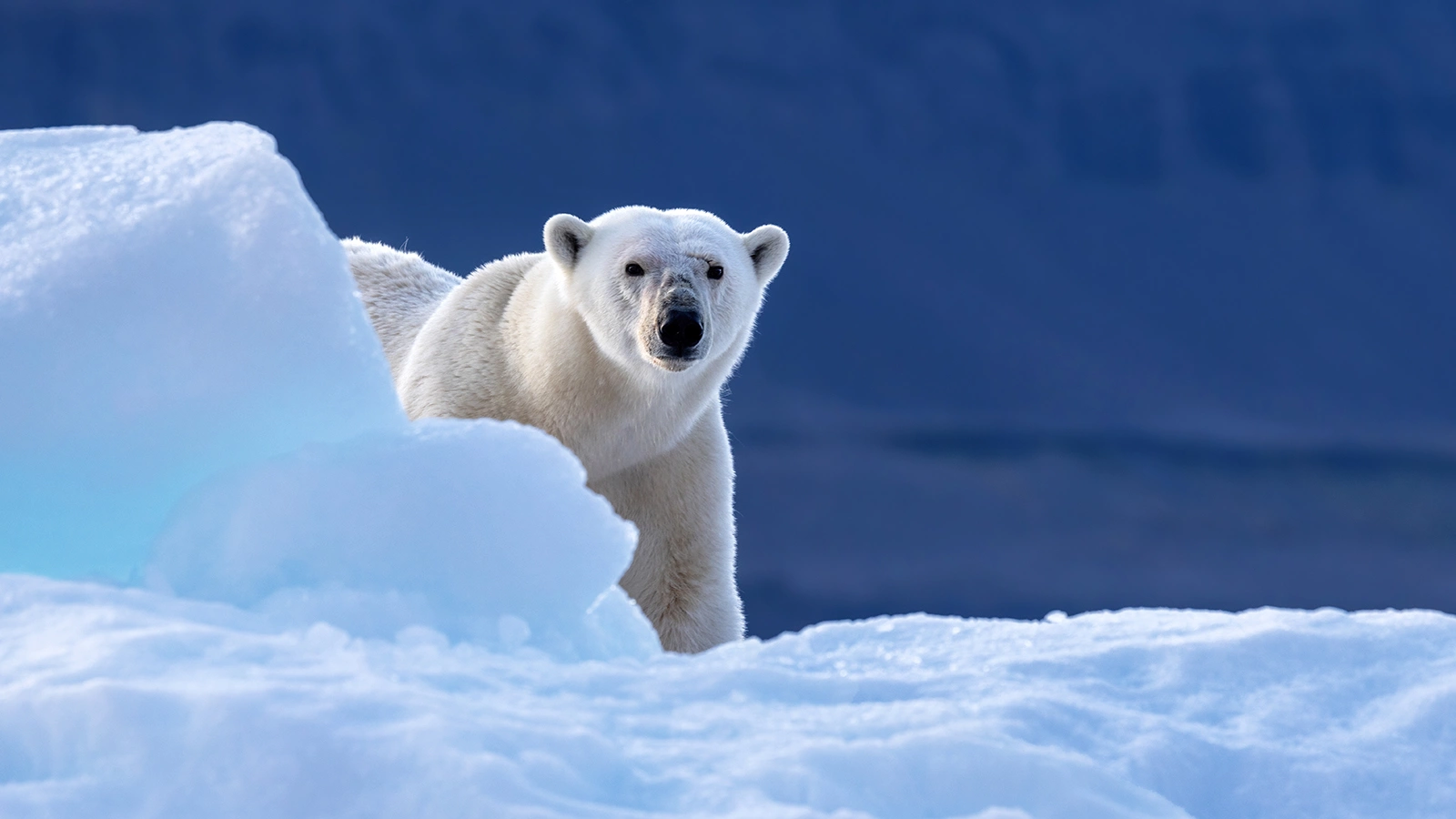 Цвет меха полярного медведя позволяет ему успешно маскироваться в снегах Арктики