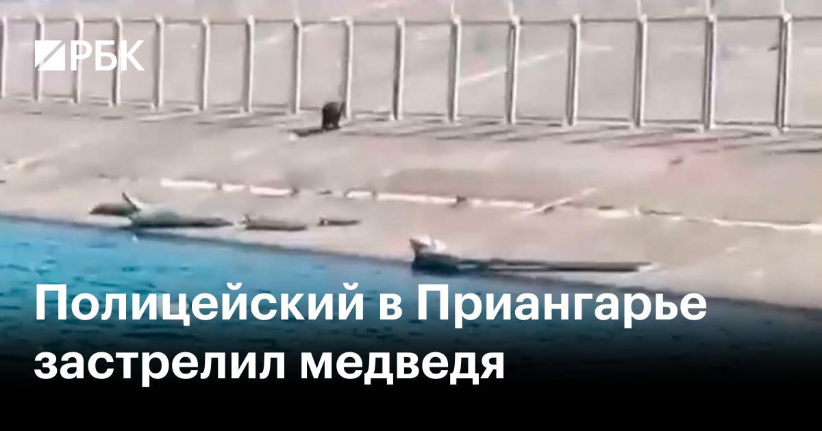 Полицейский в Приангарье застрелил медведя