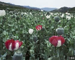 В Афганистане резко снизилось производство опиума