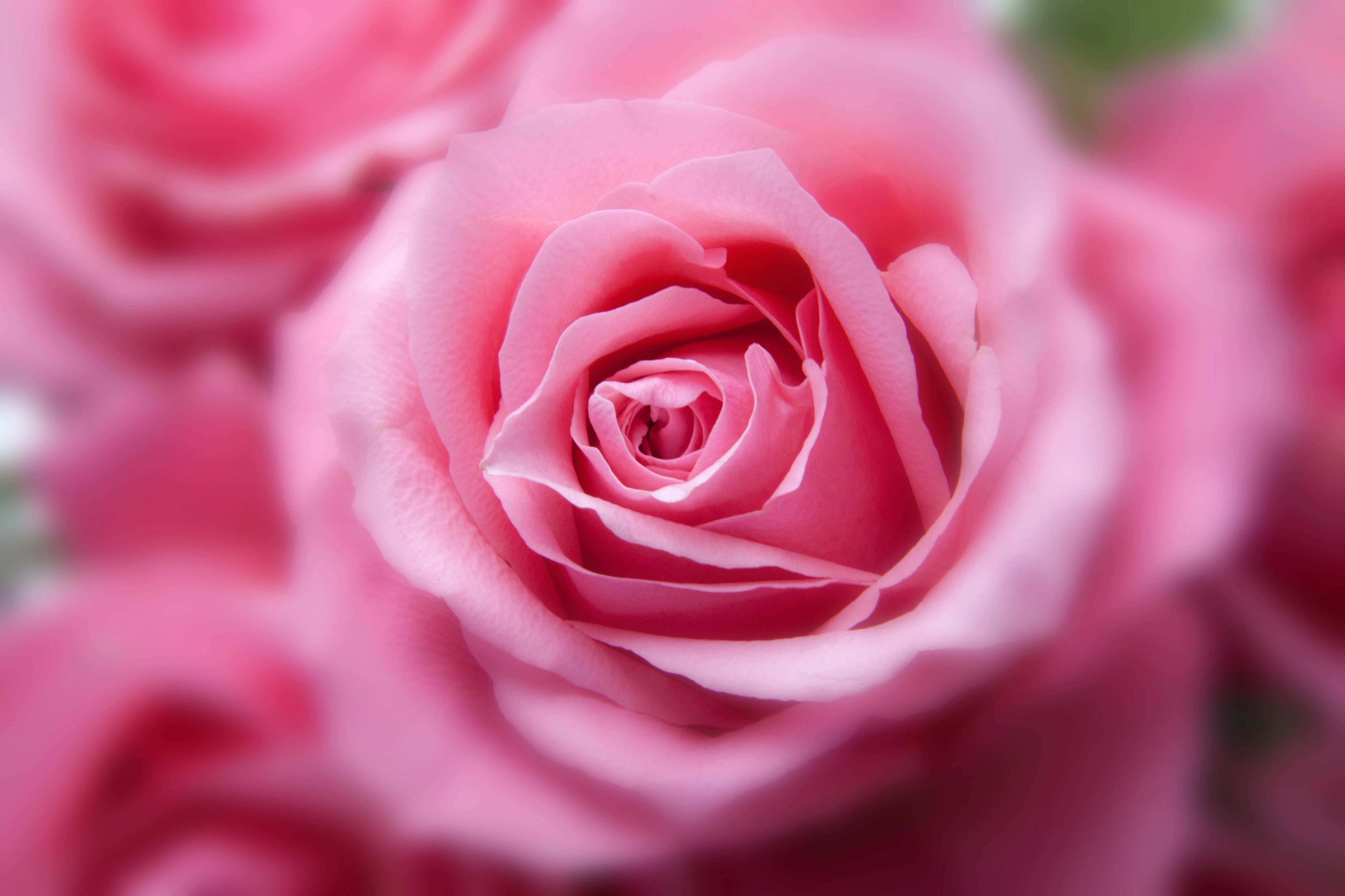Как сажать розы: когда лучше и в какой грунт, пошаговая инструкция