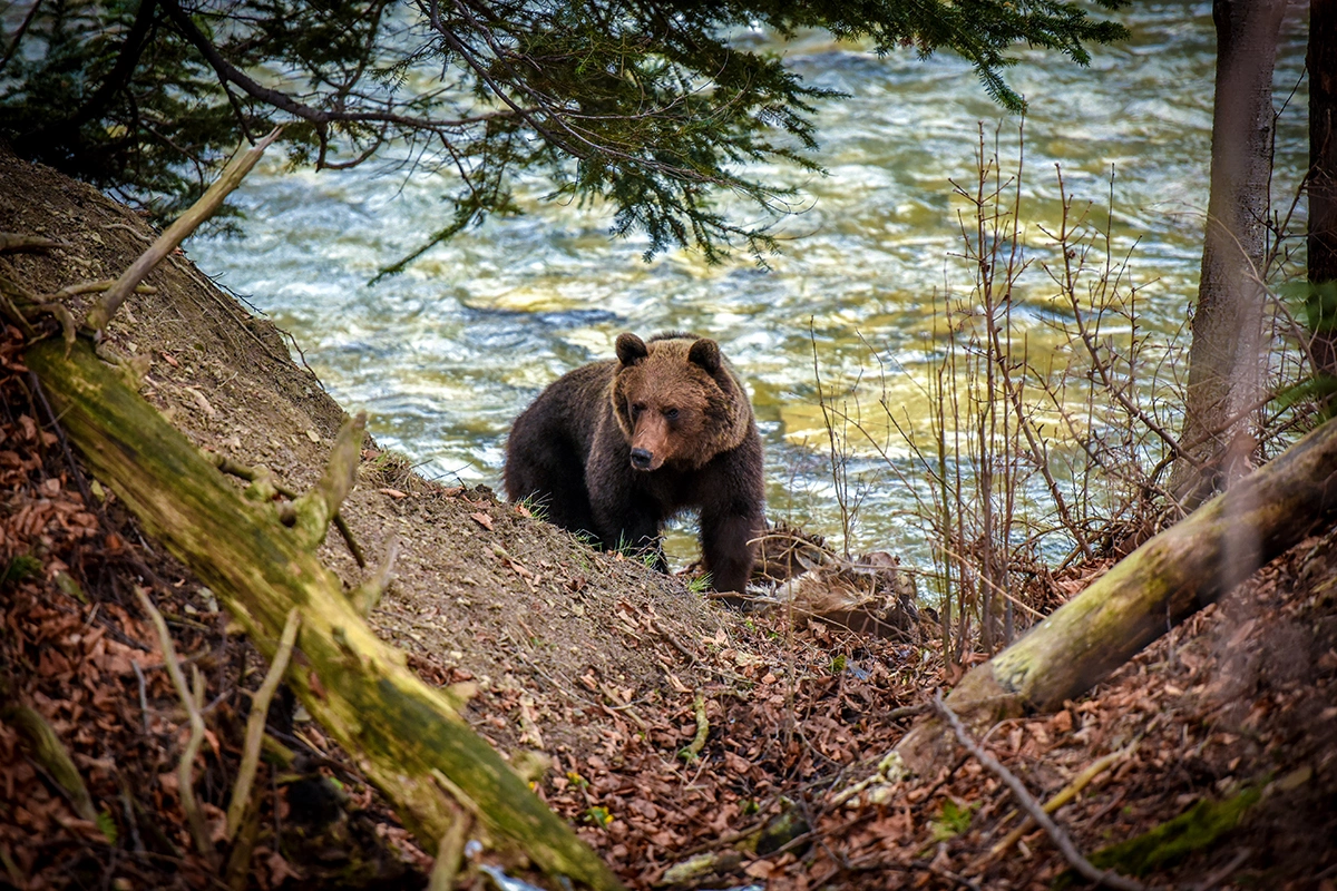 Grzegorz Lukacijewski / Shutterstock / FOTODOM