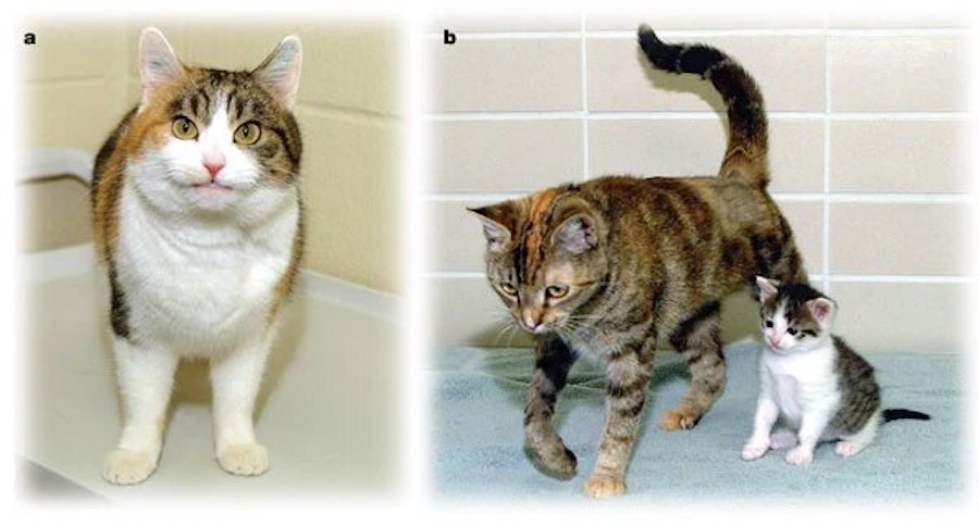 Первая клонированная кошка Рейнбоу (слева) и ее маленький клон с суррогатной матерью (справа)