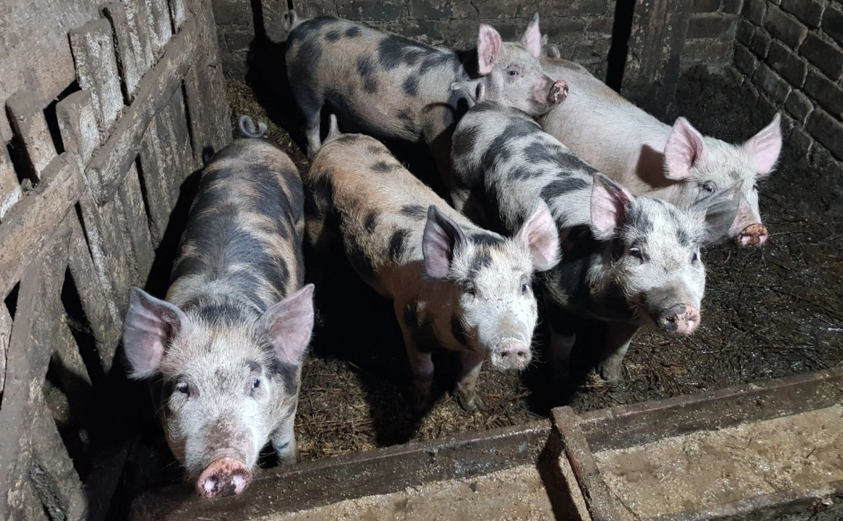 РБК Черноземье