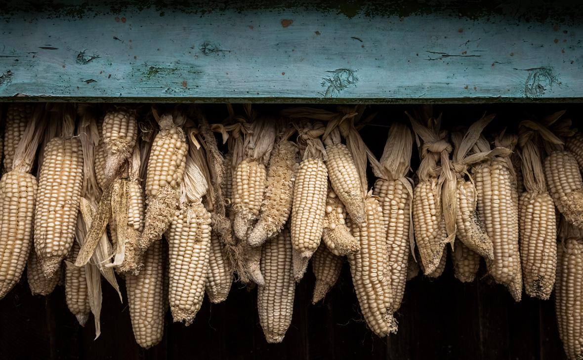 Фото: Ed Ram / Getty Images