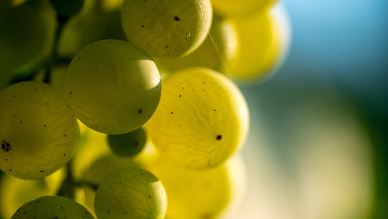 Селекционеры в Италии презентовали «глеру будущего»