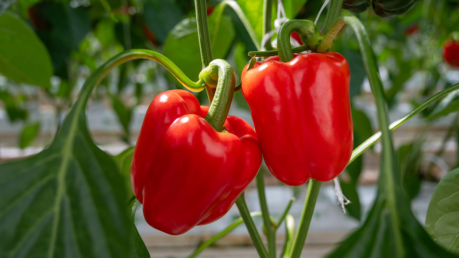 Чтобы сохранить растение и урожай, необходимо верно установить причину скручивания листьев у перца