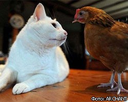 Жизненные невзгоды сделали кота и курицу лучшими друзьями 