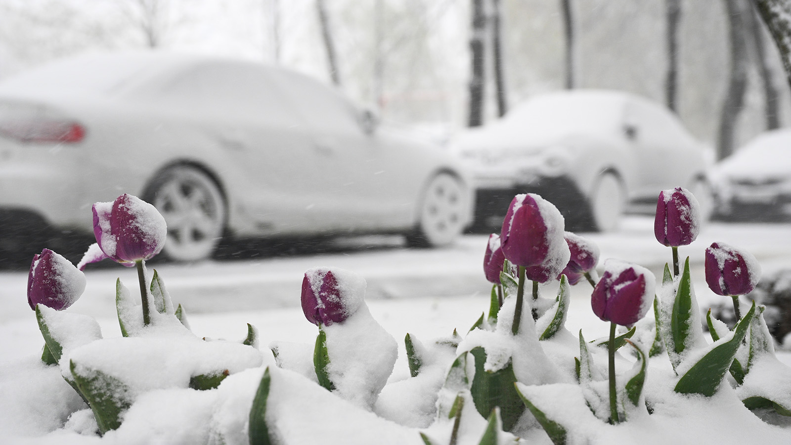 Снег в Москве, 27 апреля 2026 года