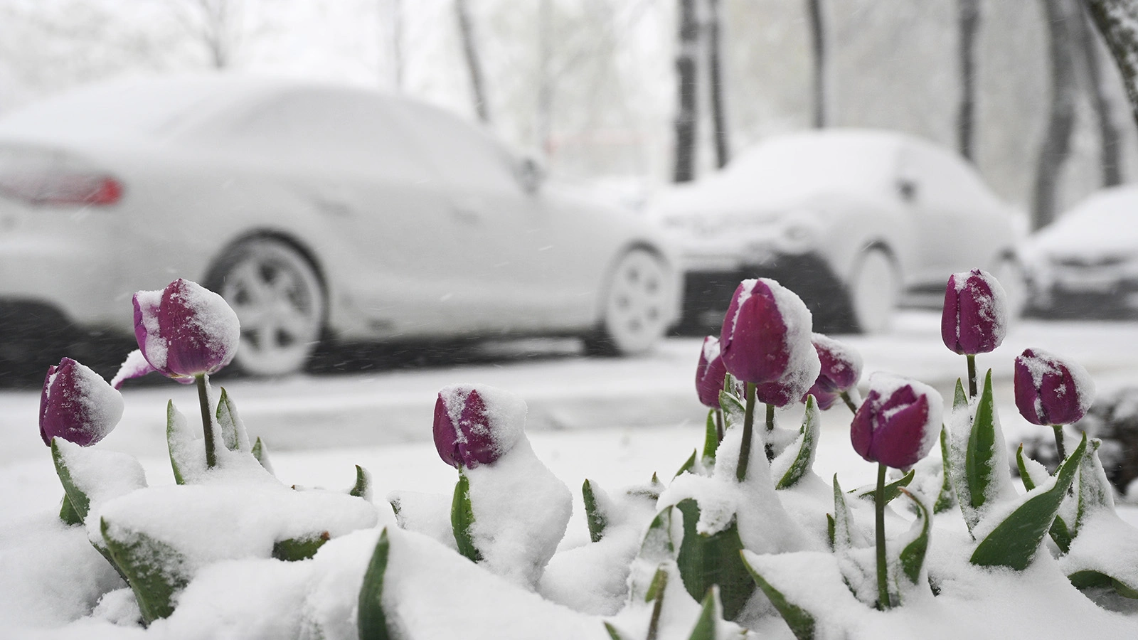 Снег в Москве, 27 апреля 2026 года