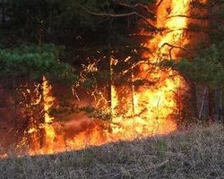 В Самарской обл. для борьбы с пожарами ввели ограничения на визиты граждан в леса