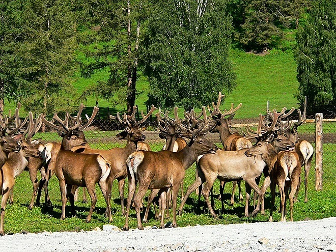 proaltay.ru