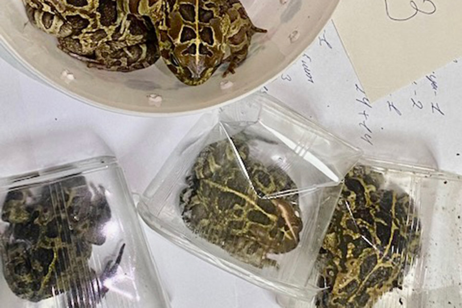 У пассажира в Домодедово изъяли пантеровых жаб и марципановых тараканов
