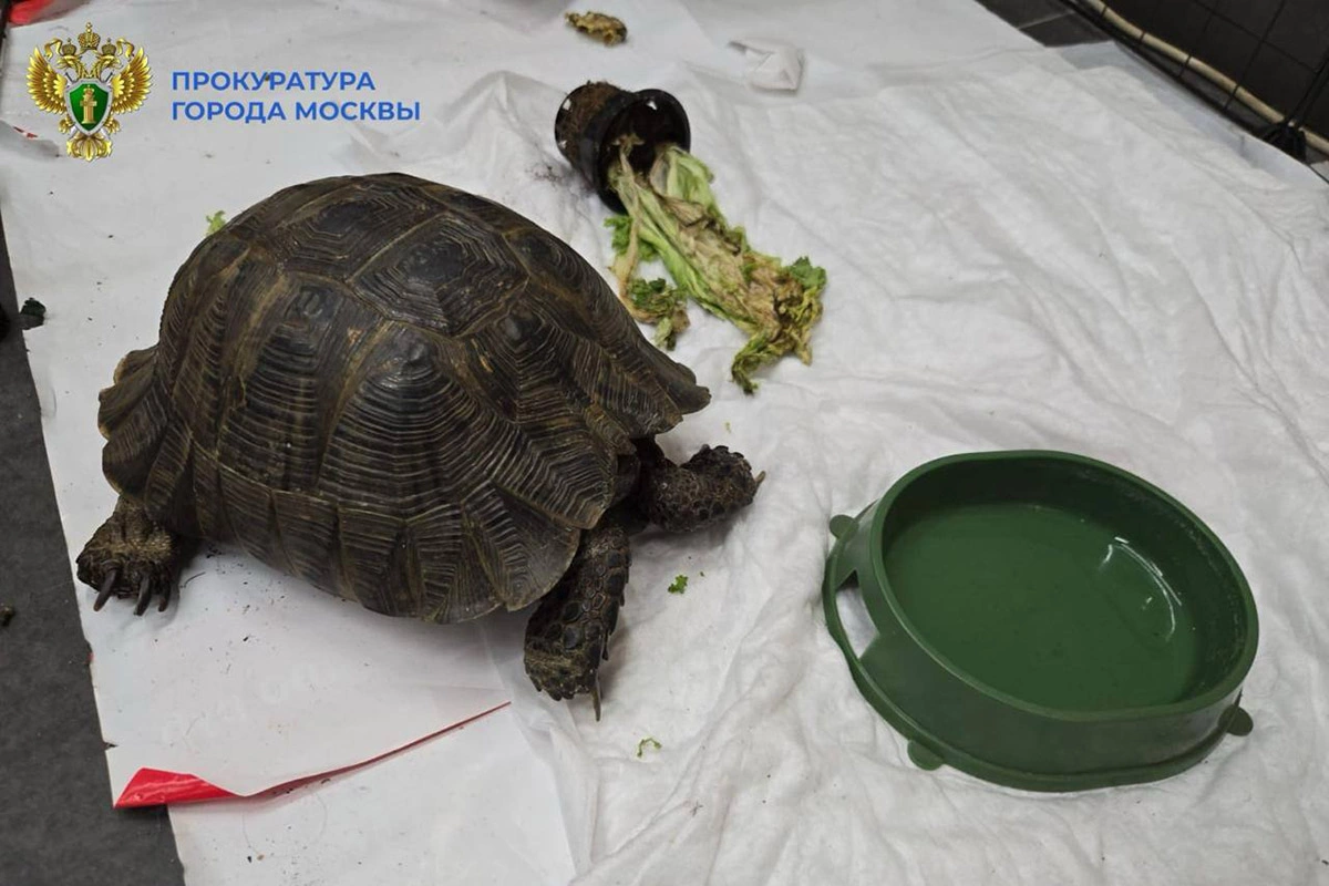 Москвич устроил нелегальный «зоопарк» с краснокнижными животными