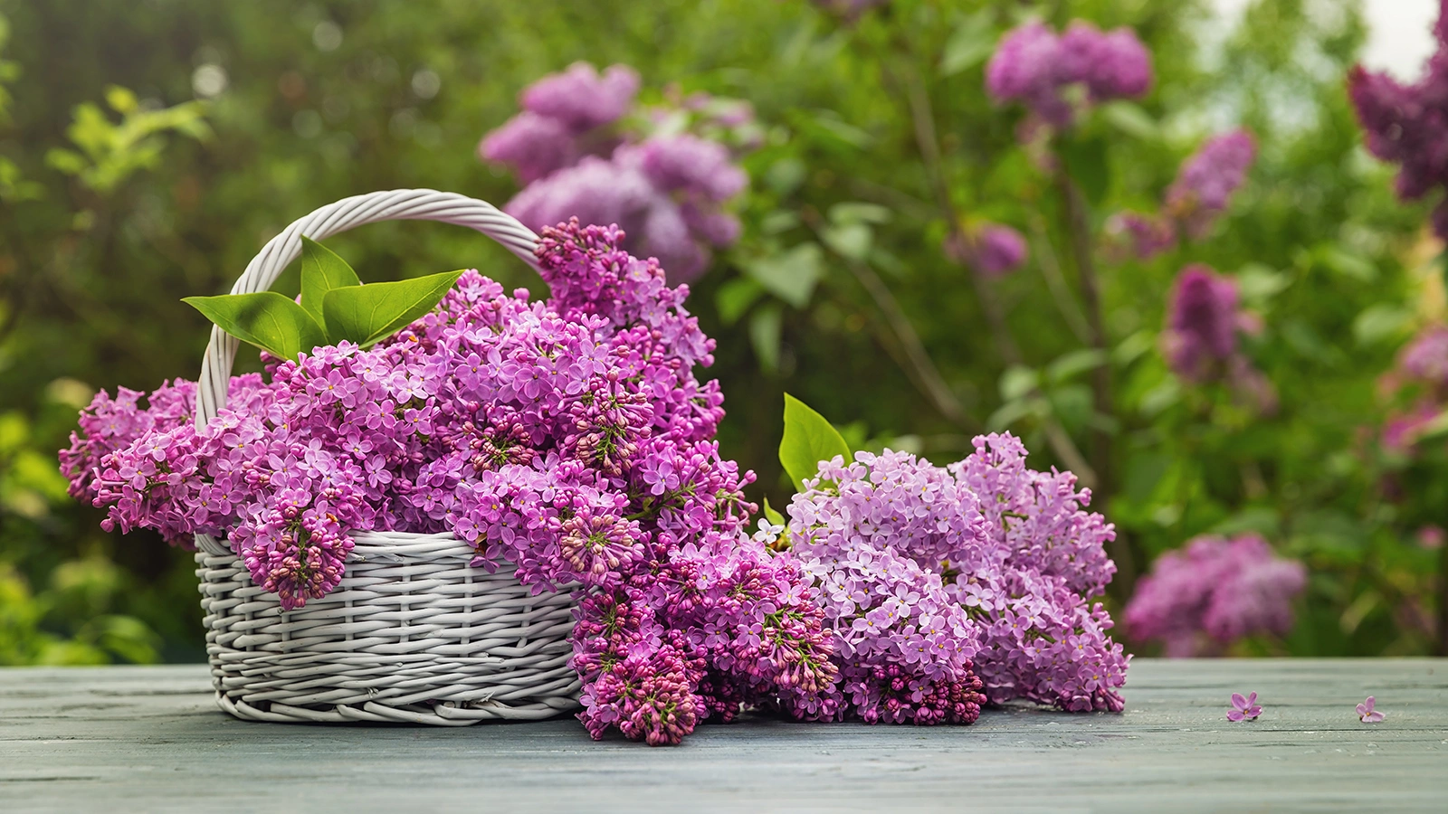 Грубое обламывание ветвей часто повреждает кору на большой площади, обнажая древесину