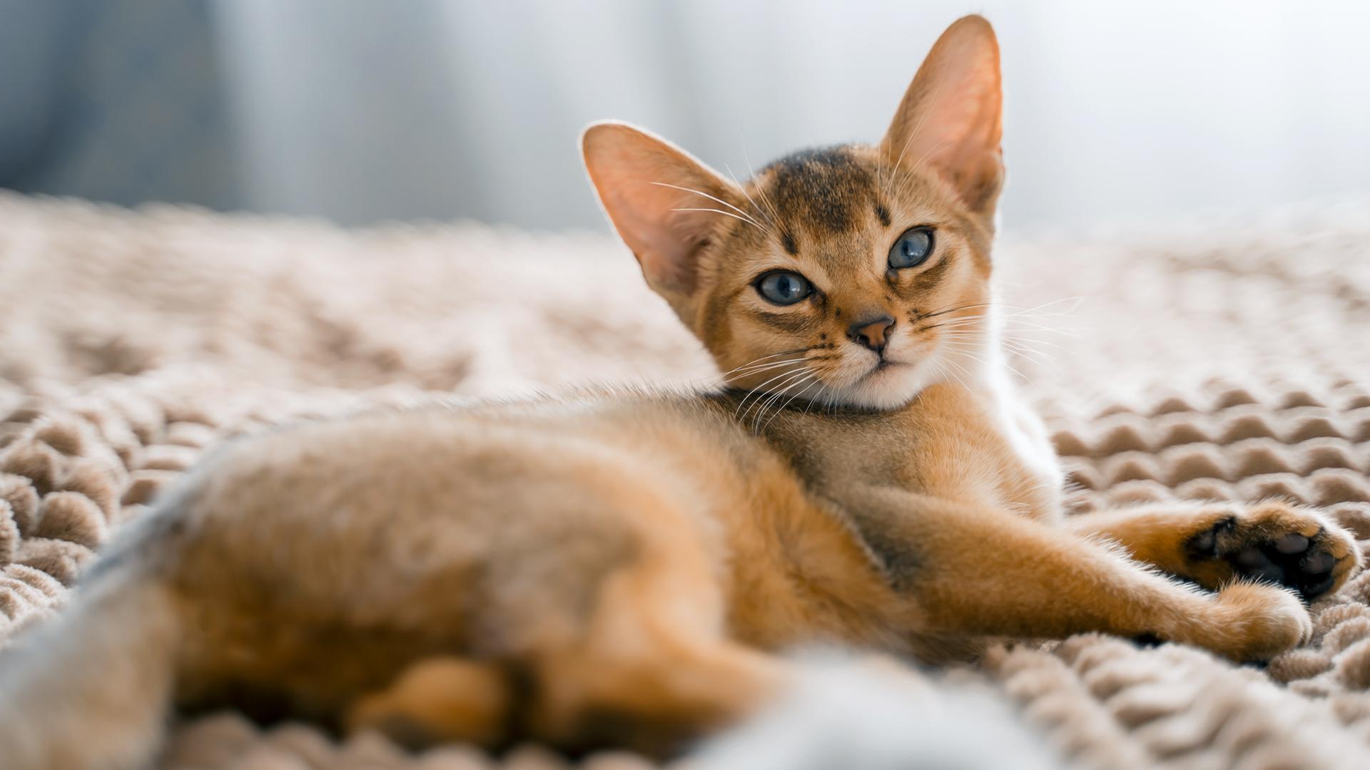 Абиссинская кошка: фото, цена, характер, описание породы | РБК Life