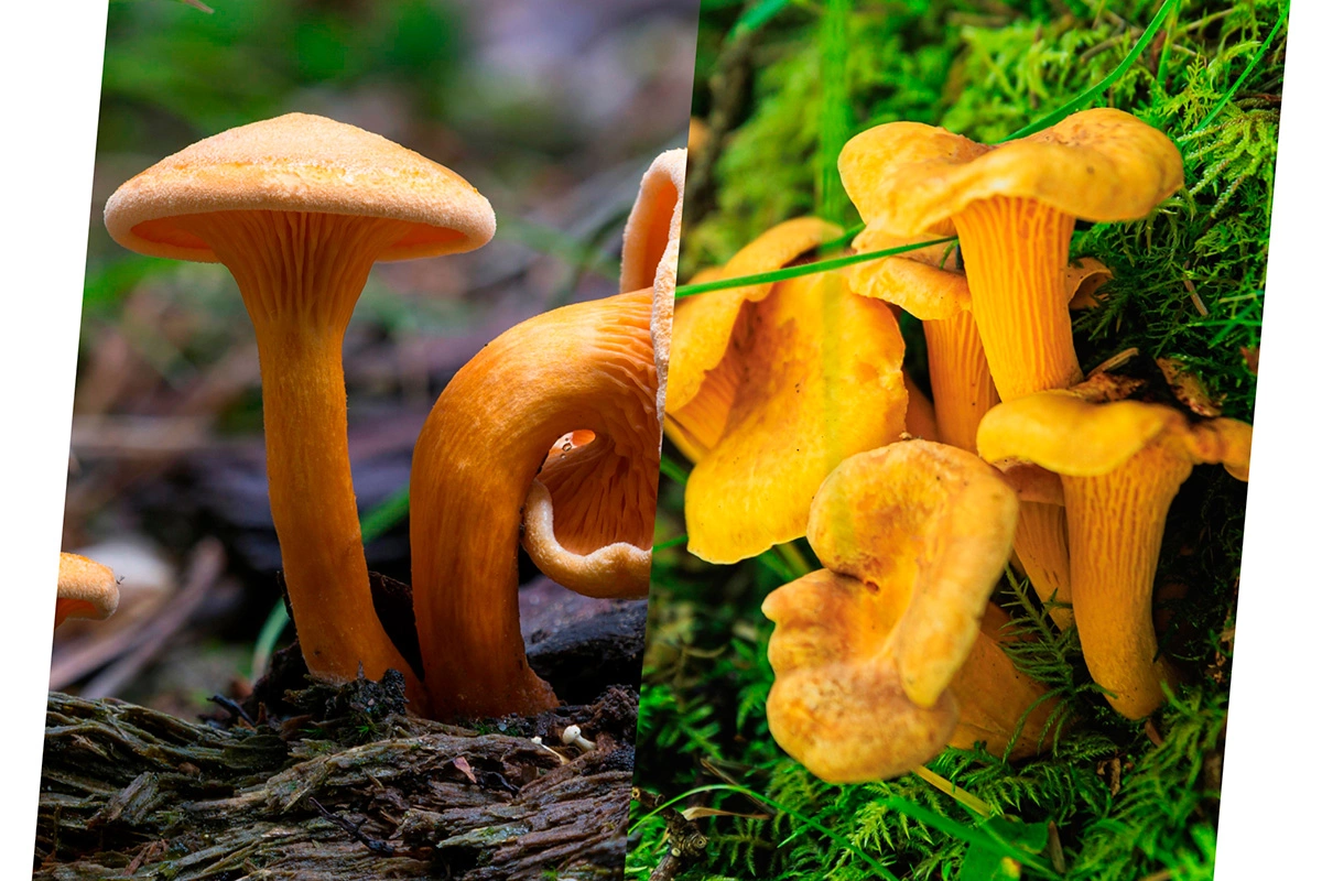 Говорушка (Hygrophoropsis aurantiaca) и Лисичка (Cantharéllus)