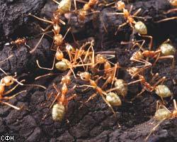 Юг Европы колонизировали аргентинские муравьи