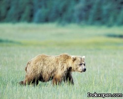 Голодные медведи посадили под домашний арест жителей Алтая