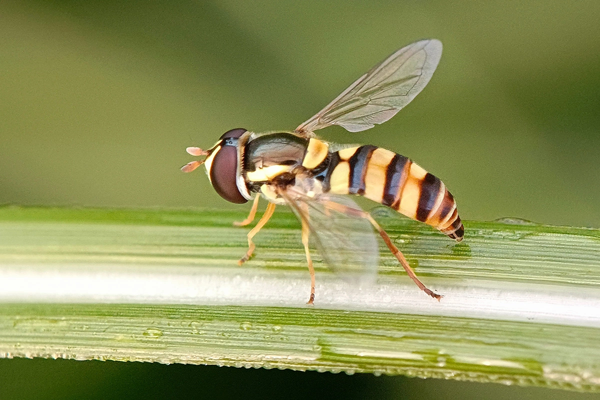 Мухи-журчалки — полезные обитатели сада, так как их личинки поедают тлю и трипсов