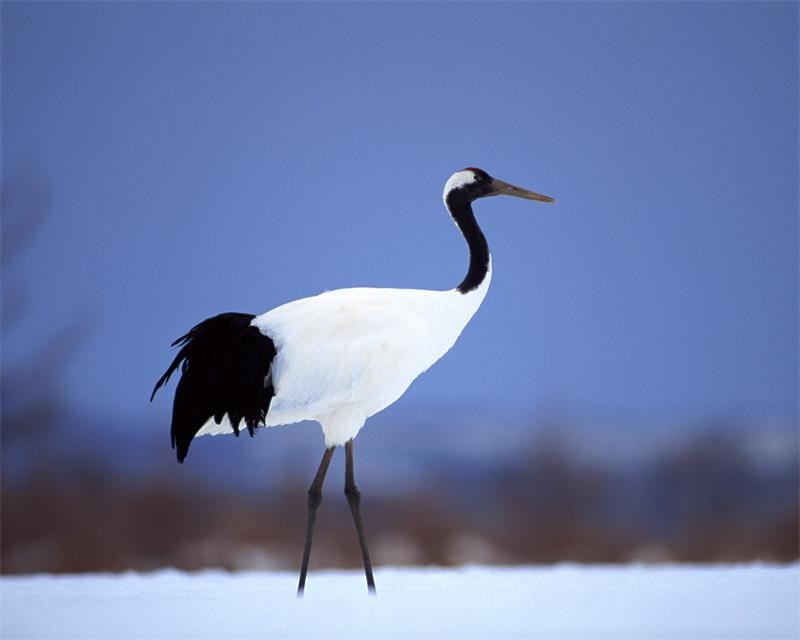 Фото: Красная книга России