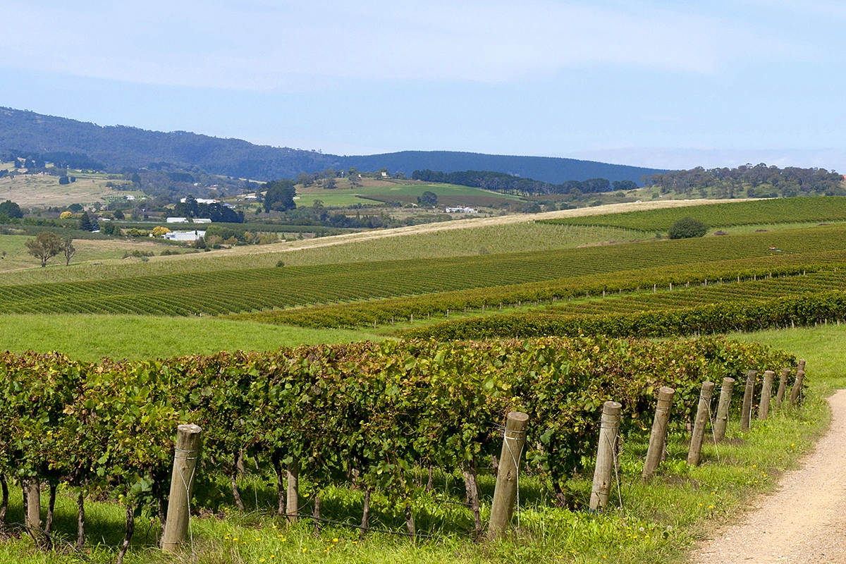 Виноградники в центральной части Западного Нового Южного Уэльса