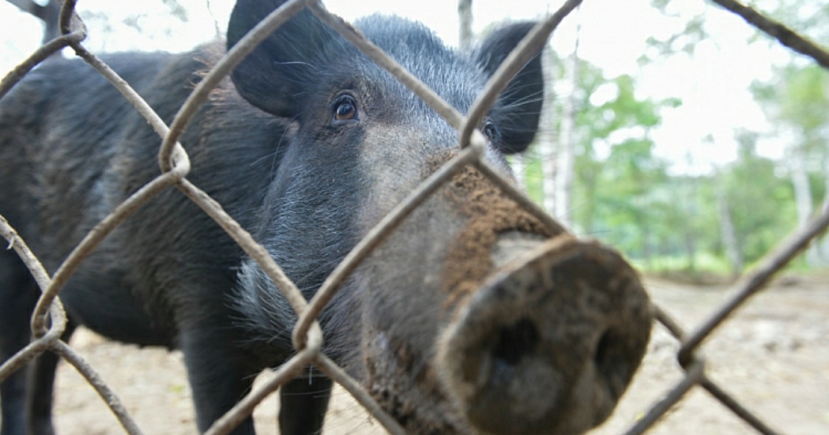 чума свиней приморский край
